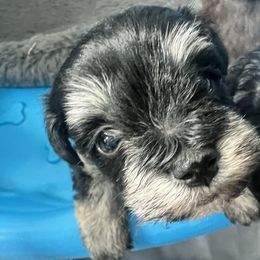 Miniature Schnauzer Puppies from Rodriquis Pasley