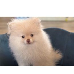 Rome - Beaver male Pomeranian puppy in Phoenix, Arizona from Luxpomz