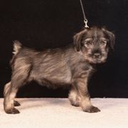 Red - Pepper and salt female Standard Schnauzer puppy in Pismo Beach, California from Amandus Standard Schnauzers
