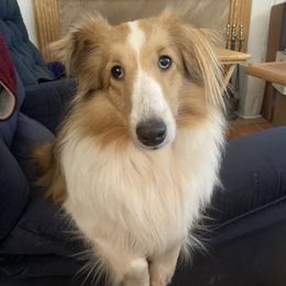 Sunshine - Shetland Sheepdog