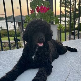 Portuguese Water Dogs from Marquis Portuguese Water Dogs