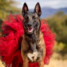 Benelli - Belgian Malinois