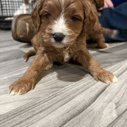 Charlie - Red male Cavapoo puppy in Osseo, Michigan from Smiths Fluffy butts