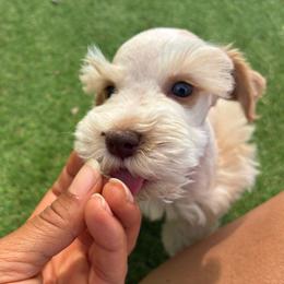 Mike - Parti male Miniature Schnauzer puppy in Menifee, California from Moonshine’s Minis