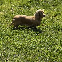 Arya - Dachshund