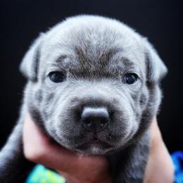 Dorothy - Blue female Staffordshire Bull Terrier puppy in Dallas, Texas from Wild Blue Staffords