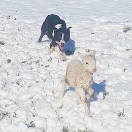 Moss - Border Collie