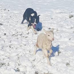 Moss - Border Collie