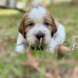 Poppy - Lemon and white male English Springer Spaniel puppy in Eastman, Georgia from Mossy Creek Springers