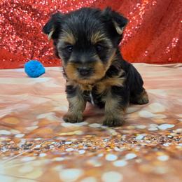 Roamie - Blue and gold male Yorkshire Terrier puppy in Monticello, Iowa from Ashley’s Puppies