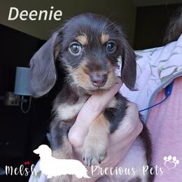Deenie - Chocolate and tan female Dachshund puppy in Anamosa, Iowa from Melsh Precious Pets