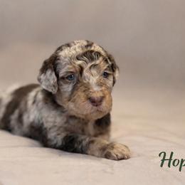 Jim Hopper - Chocolate merle male Bernedoodle puppy in Bennett, Colorado from Darling Paws, LLC