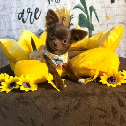 Luna - Chihuahua