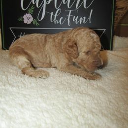 Goldendoodle and Poodle Puppies from David & Patricia Elliott