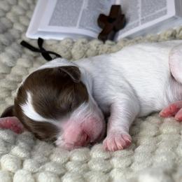Kringle - Parti male Assorted Doodle Crosses puppy in West Monroe, Louisiana from Southern Haven Doodles