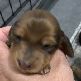 1 female red longhair - Red female Dachshund puppy in Bethany, Connecticut from Mardox Dachshunds