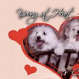 Cotons de Tulear from Young at Heart Cotons
