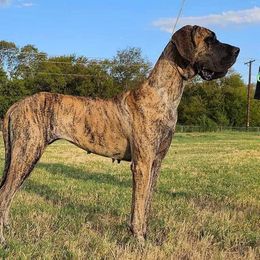 Dachshunds and Great Danes from Southern Barron Danes & Dachshunds
