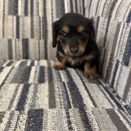 Pink collar - Black and tan female Dachshund puppy in Celina, Texas from Oak Bridge Farm