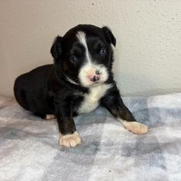 Unicorn - Black tri female Miniature Australian Shepherd puppy in Brenham, Texas from Stone N Rose Kennels
