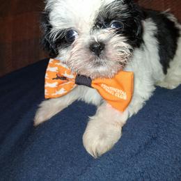 Oreo - Black and white male Shih Tzu puppy in Memphis, Tennessee from Lady and the Tramp