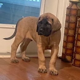 AKC PUP 554 - Fawn male Mastiff puppy in Ava, Missouri from Ozark Mountain Mastiffs