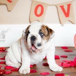 Bulldogs from Bulldog Landing