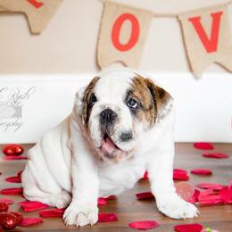 Bulldogs from Bulldog Landing