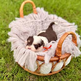 Vienna - Brown and white female Aussiedoodle puppy in Dunn, North Carolina from Sandy Creek Kennels