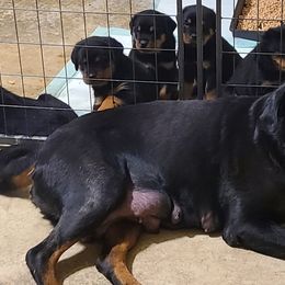 Rottweiler Puppies from LG's Rottweilers
