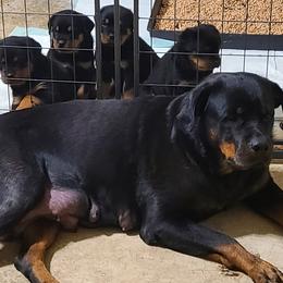 Rottweiler Puppies from LG's Rottweilers