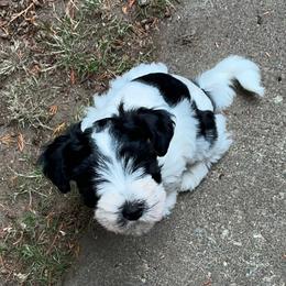 Jasper - Parti male Miniature Schnauzer puppy in Port Orchard, Washington from Silver Bells Miniature Schnauzers