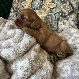 Cinnamon - Ruby female Cavalier King Charles Spaniel puppy in Columbus Ga, Georgia from Sweet Southern Cavaliers and Chihuahuas