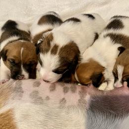 Golden Retriever and Jack Russell Terrier Puppies from Shelby Burleson's Golden Retrievers and Jack Russell Terriers