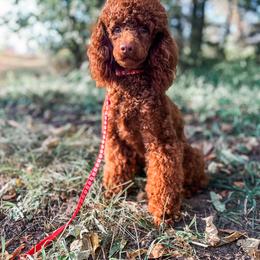 Gabe - Poodle