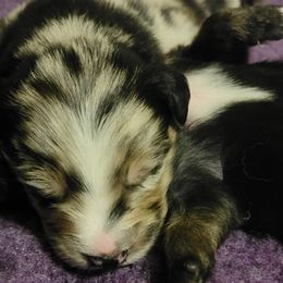 Australian Shepherd Puppies from Summit Australian Shepherds