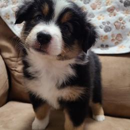 Miniature Australian Shepherd and Toy Australian Shepherd Puppies from Beasley Acres Aussies