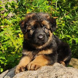 Todd - Black and red male German Shepherd puppy in White Cloud, Michigan from Von WestLynn German Shepherds