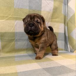 Salsa - Brown sable female Chinese Shar-Pei puppy in Lenoir, North Carolina from Peitato Chips