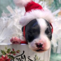 Boy 1 - Black and white male Companion Cross puppy in Davenport, Washington from Lovely Ladies and Little Asses Miniature Equines (L3A Pomeranians & Papillons)