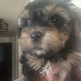 Levi - Black and tan male Yorkshire Terrier puppy in West Warwick, Rhode Island from Robyn’s Nest
