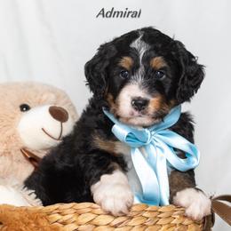 Admiral - Tri-color male Bernedoodle puppy in St Joe, Indiana from Pawsh Bernedoodles