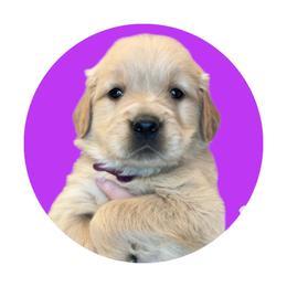 Purple Girl - Golden female Golden Retriever puppy in Albany, Georgia from Sassafras Goldens