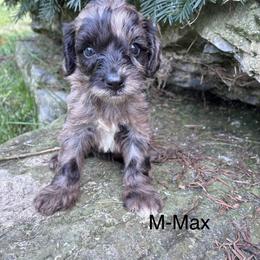 Max - Merle male Cavapoo puppy in Strasburg, Pennsylvania from Still Water Puppies