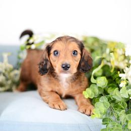 Miles - Red male Dachshund puppy in Neosho, Missouri from Tinker Toy Doxies
