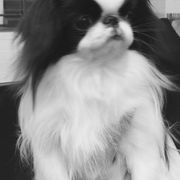 Japanese Chin and Pug Puppies from Ni Kokoro Japanese Chin