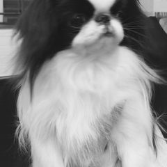 Japanese Chin and Pug Puppies from Ni Kokoro Japanese Chin