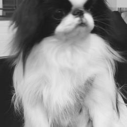 Japanese Chin and Pug Puppies from Ni Kokoro Japanese Chin