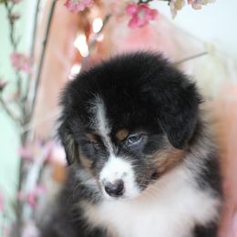 Australian Shepherd Puppies from Cloverdale Australian Shepherds