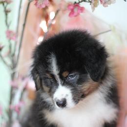 Australian Shepherd Puppies from Cloverdale Australian Shepherds